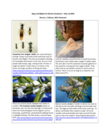 Bugs and Blights, May 15, 2020