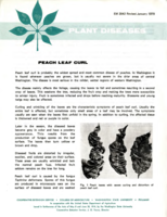 Plant diseases: Peach leaf curl