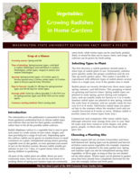 Vegetables: Growing radishes in home gardens