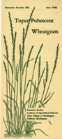 Topar pubescent wheatgrass