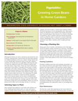 Vegetables: Growing green beans in home gardens