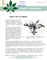 Plant diseases: Curly top of tomato