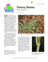 Downy Brome