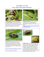 Bugs and Blights, June 1, 2020