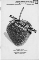 Strawberry growing in Washington