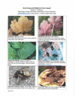 Bugs and Blights, July 2011