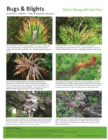 Bugs and Blights, January 2014