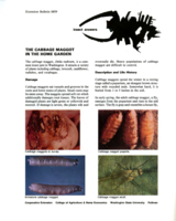 The cabbage maggot in the home garden