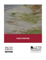 Puncturevine