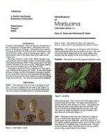 Identification of marijuana (Cannabis sativa L.)
