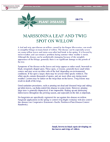 Marssonina Leaf and Twig Spot on Willow