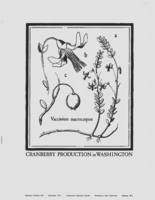 Cranberry production in Washington