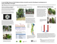 A new leaf blight disease on Pacific Madrone (arbutus menziesii) caused by phacidiopycnis washingtonensis in western Washington and Oregon