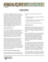 WSU Drought Advisory: Grapes