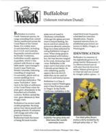 Buffalobur (Solanum rostratum Dunal)