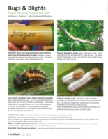 Bugs and Blights, July 2014