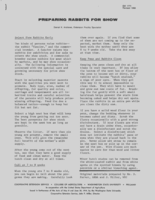 Preparing rabbits for show