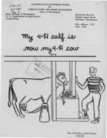 My 4-H calf is now my 4-H cow