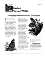 Managing small woodlands for grouse