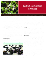 Buckwheat control in wheat