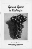 Growing grapes in Washington