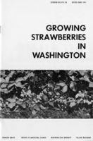 Growing strawberries in Washington