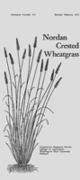 Nordan crested wheatgrass