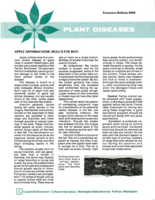 Plant diseases: Apple anthracnose (bull's eye rot)