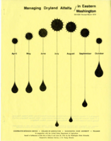 Managing dryland alfalfa in Eastern Washington