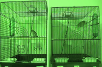 Video 02: Daytime recording, pine siskins housed individually, spring