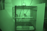 Video 34: Nighttime recording, pine siskins housed as pairs, winter
