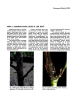 Apple anthracnose (bull's eye rot)