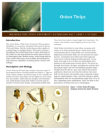 Onion thrips
