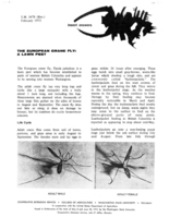 Insect answers: The European crane fly - A lawn pest