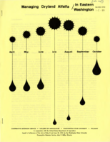 Managing dry land alfalfa in Eastern Washington