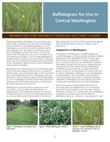 Buffalograss for use in central Washington