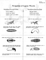 Recognition of legume weevils