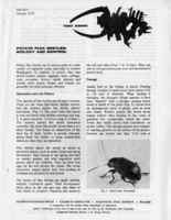 Potato flea beetles: Biology and control