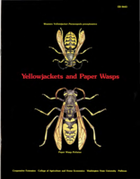 Yellowjackets and paper wasps
