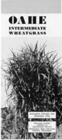 OAHE intermediate wheatgrass