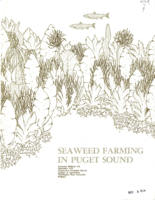 Seaweed farming in Puget Sound