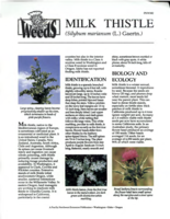 Milk thistle (Silybum marianum (L.) Gaertn.)