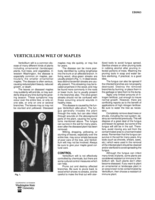 Verticillum Wilt of Maples