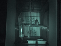 Video 26: Nighttime recording, pine siskins housed individually, winter