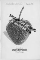 Strawberry growing in Washington