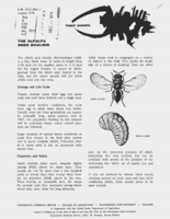 The alfalfa seed chalicid