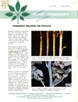 Plant diseases: Powdery mildew on potato