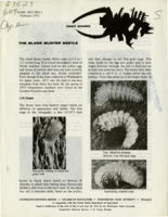 The black blister beetle