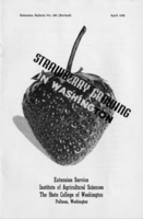 Strawberry growing in Washington