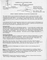 Sweet cherry growing in eastern Washington